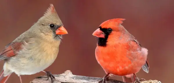 Cardinal, Oiseaux, Messages et totems animaux, Symbolisme cardinal, Signification cardinale, Totem cardinal, Rêve cardinal