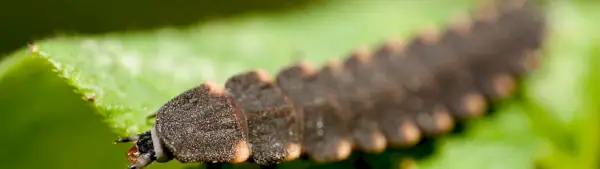 Kompletní seznam totemů