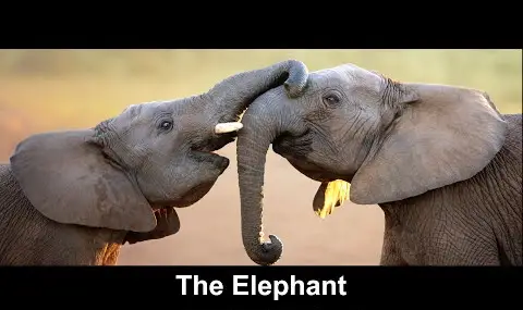 Duchovní zvířecí totemy