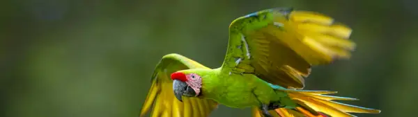 Duchový generátor totemu zvířat