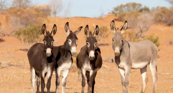 Simbolismo, sonhos e mensagens do burro