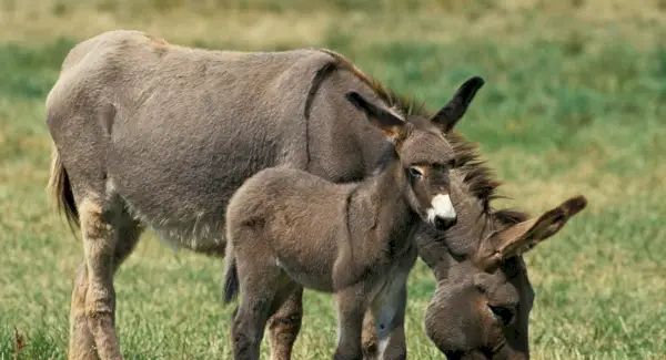 Totem de burro, sonhos e mensagens