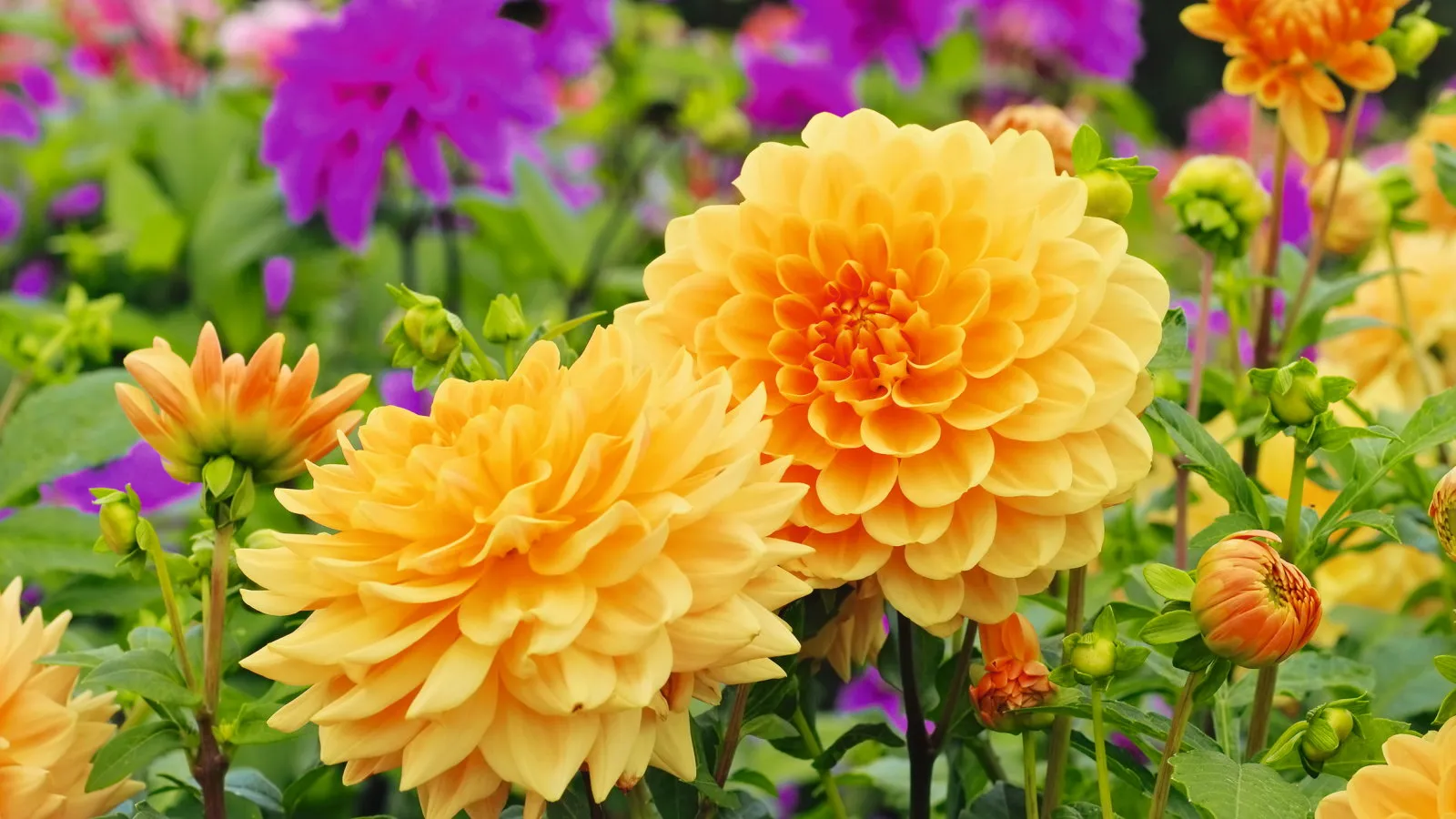Oransje og lilla blomstrende georginer' loading='lazy' title=
