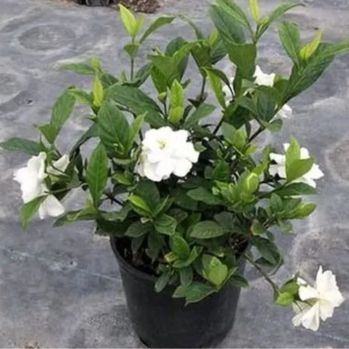 gardenia i en gryde' loading='lazy' title=
