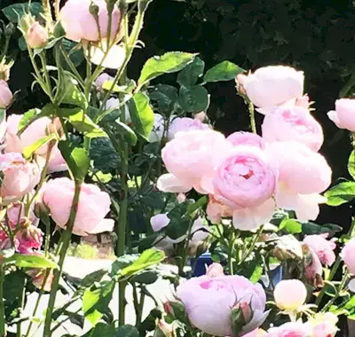 21-dňová výzva na odstránenie zhlukov