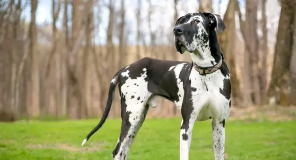 Totem německé dogy a zprávy