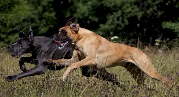 Symbolika německé dogy