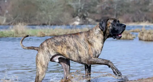 Symbolika německé dogy