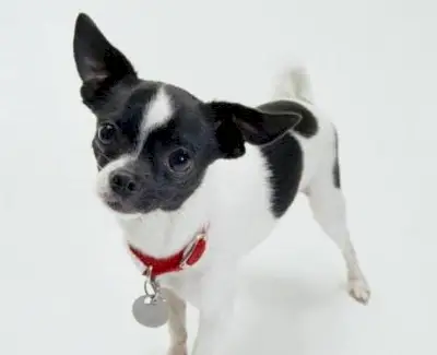 Simbolismo de Chihuahua, Significado de Chihuahua, Totem de Chihuahua, Sonho de Chihuahua, Mensagens