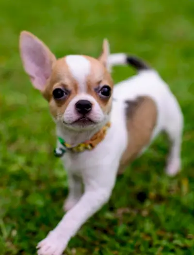 Xícara de chá Chihuahua Simbolismo, Significado de Chihuahua, Totem de Chihuahua, Sonho de Chihuahua, Mensagens