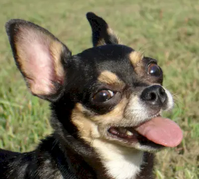 Simbolismo de Chihuahua, Significado de Chihuahua, Totem de Chihuahua, Sonho de Chihuahua, Mensagens