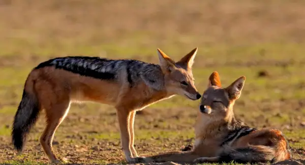 Totem Chacal, Sonhos e Mensagens