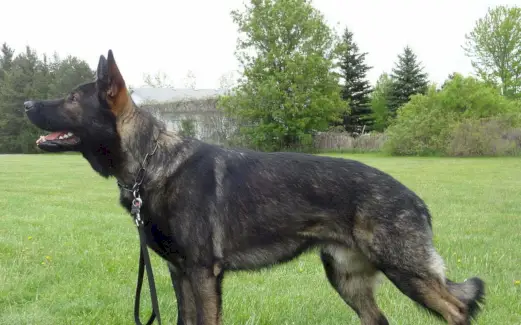 Totem de berger, rêve de berger et messages