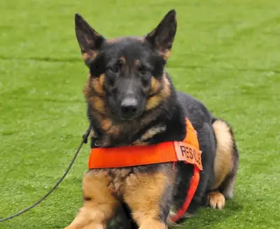 Signification du berger