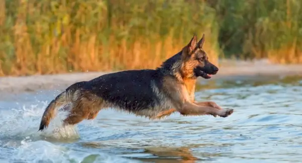 Symbolisme du berger allemand