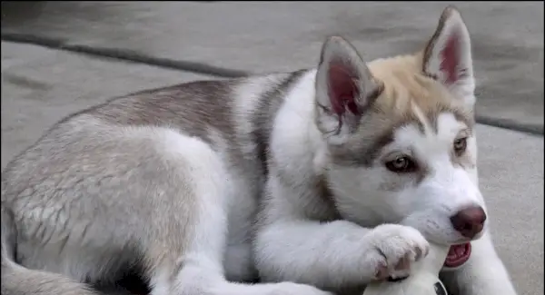 Husky symbolika, Husky význam, Husky Totem, Husky Dream a zprávy