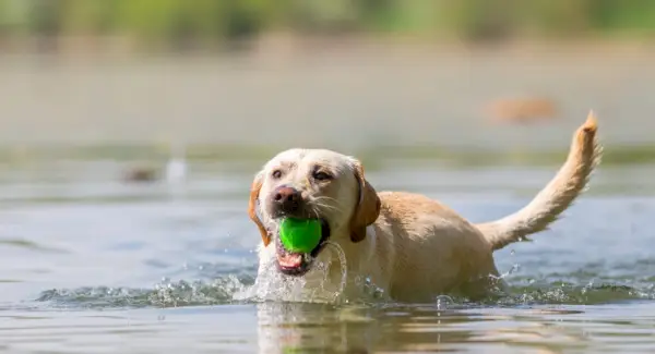 Totem de Labrador, sonhos e mensagens