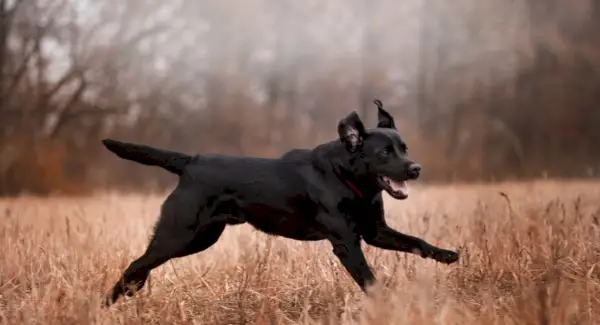 Simbolismo do Labrador