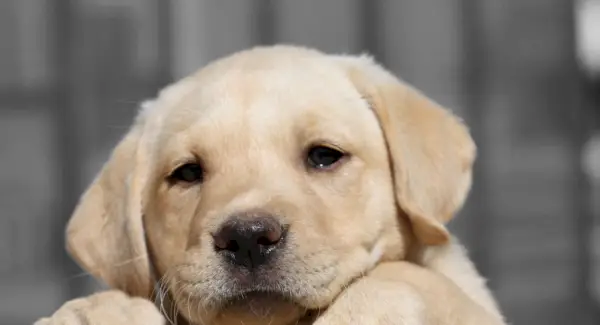 Labrador Retriever, Retriever, Cães, Raças De Cães, Mensagens De Animais, Totens