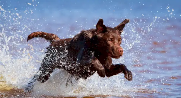 Significado de labrador