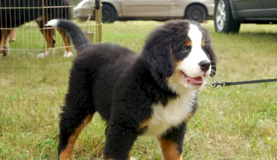 Simbolismo do Cachorro, Significado do Cachorro, Totem do Cachorro, Sonho do Cachorro e Mensagens