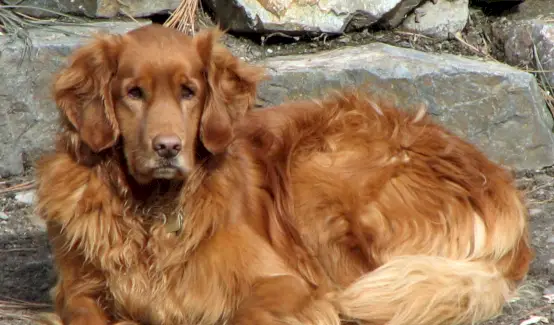 Symbolika golden retrievera, złote znaczenie, złoty totem, złoty sen i przesłania