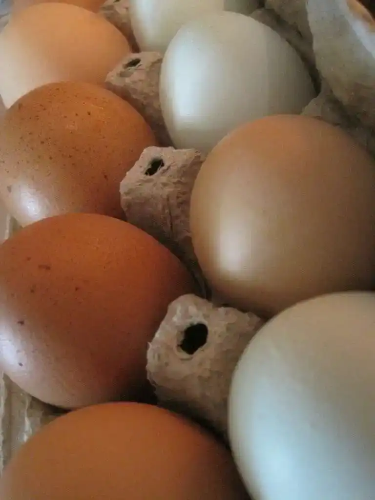 Brown and White Eggs