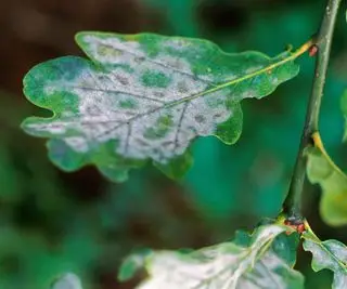 Moho polvoriento en una pequeña hoja de roble