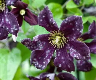 Moho polvoriento en una flor morada