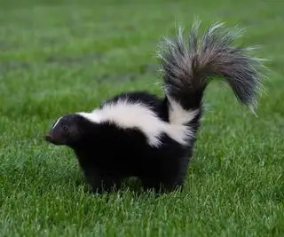 Jeden skunks w zielonej trawie
