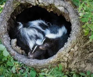 Dwa skunksy w pniu drzewa