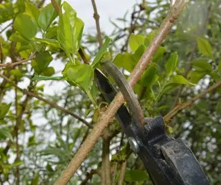 גיזום פורסיתיה באמצעות לופרים בעלי ידית ארוכה