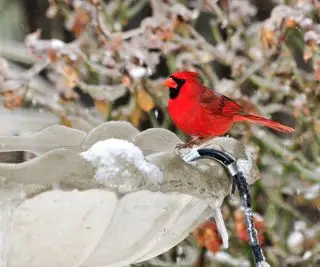 Cardinalis Cardinalis, 겨울에 폭설이 내리는 동안 가열된 새 목욕에서 물을 마시고 있습니다.