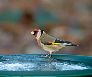 얼어붙은 새 목욕에 금방울새 Carduelis Carduelis