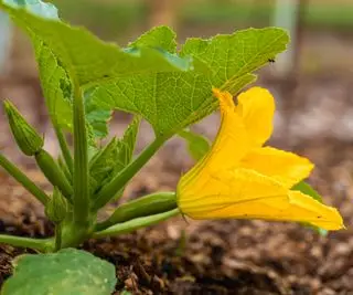 Wie und wann man Zucchiniblüten erntet – Tipps, um die besten Blüten zur richtigen Zeit zu pflücken