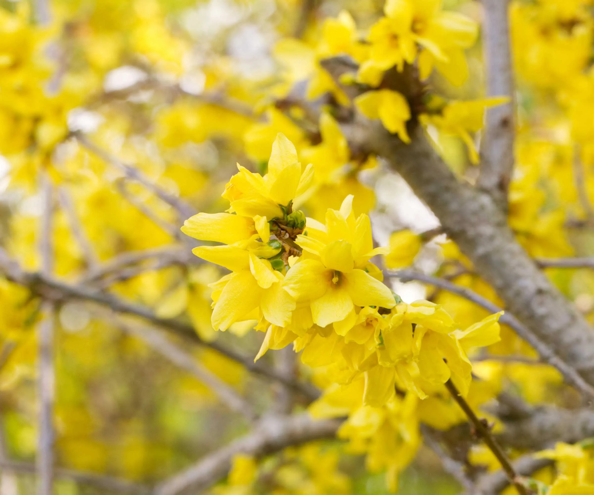 Forsythia' loading='lazy' title=