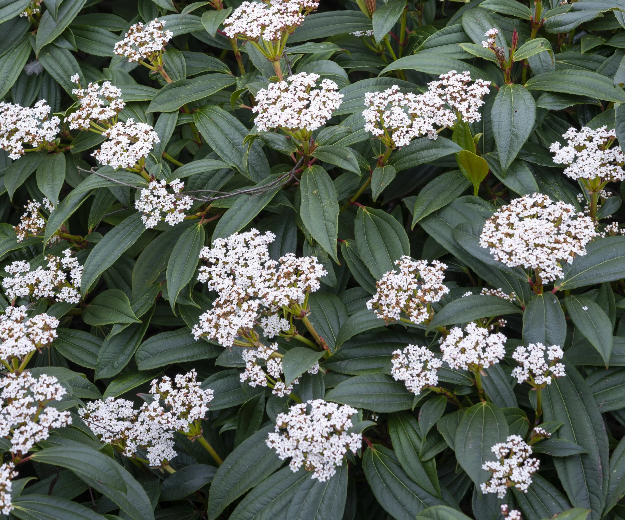 Arbuste viburnum avec des fleurs' loading='lazy' title=