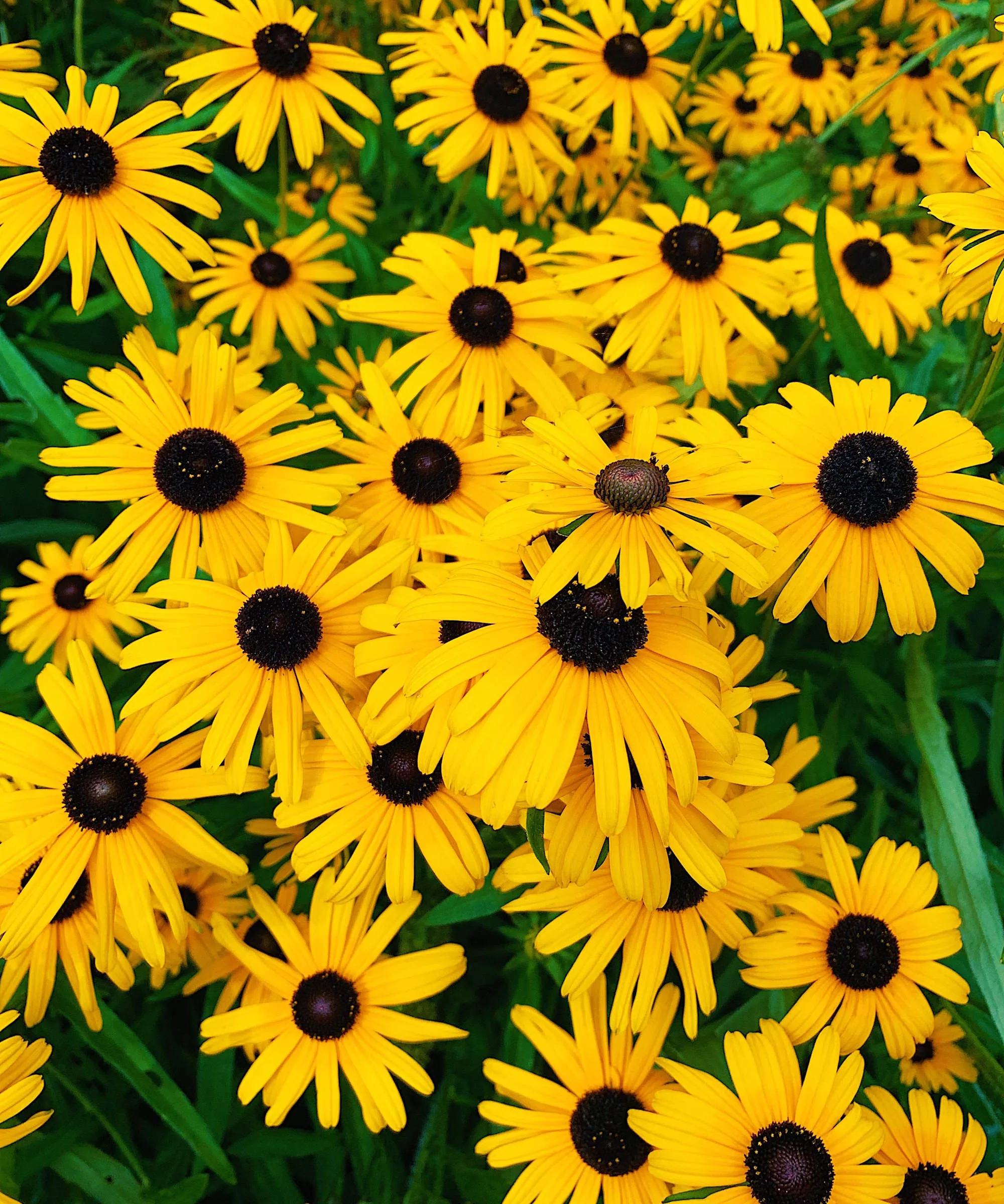 Fleurs jaunes de Susans aux yeux noirs à fleurs dans une bordure de jardin' loading='lazy' title=