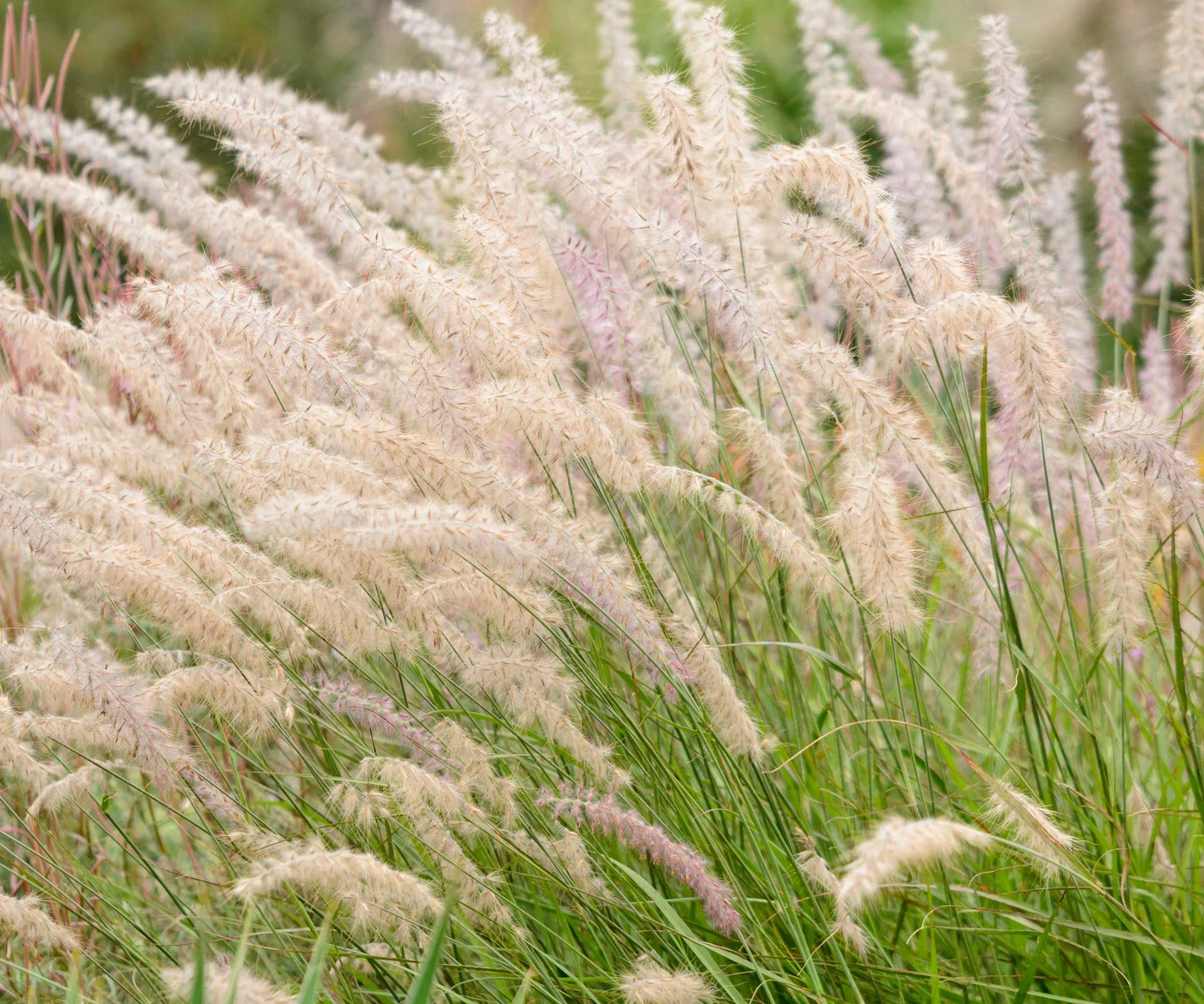 herbe de fontaine' loading='lazy' title=