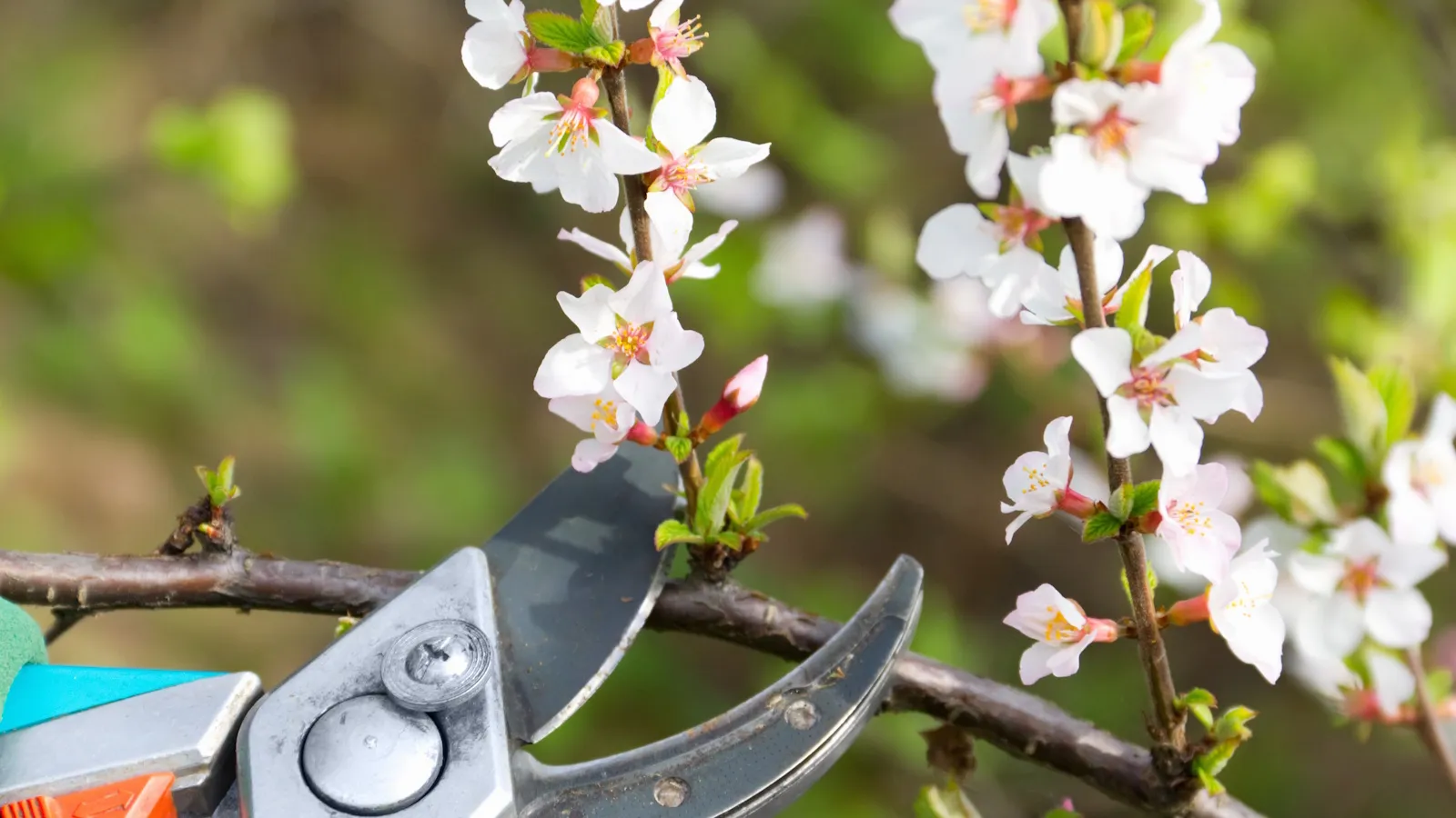 Pensez avant de tailler en octobre - voici 7 plantes que vous ne devriez jamais couper jusqu'au printemps