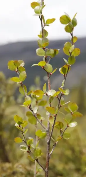 Abedul de pantano (Betula pumila)