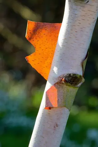 Cerca del árbol de abedul de corteza de papel