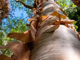 Abedul rojo chino también conocido como Betula albosinensis