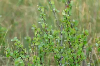 Abedul enano, Betula nana entre la vegetación