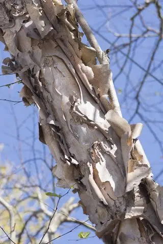 Corteza de abedul de río tipo papel de varias capas con tonos beige