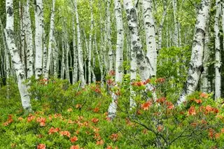 pradera con abedules y flores de azalea