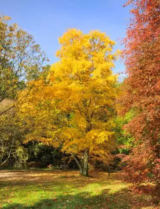 Cerezo Abedul Betula lenta Hojas de otoño