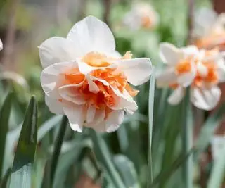 Narcissus Delnashaugh