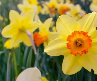 Como fazer narcisos mortos - além de quando e por que fazer isso