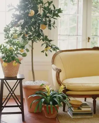 limoneros en el invernadero